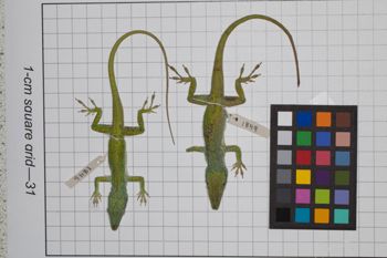 Media type: image;   Herpetology R-189081